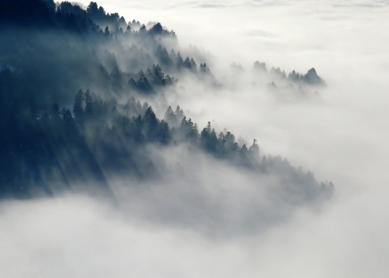 Subtle Forest Fog