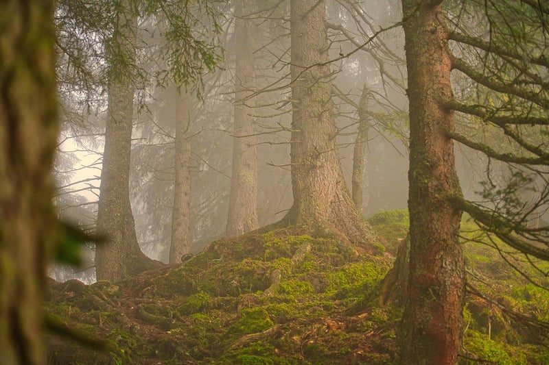 Enigmatic Forest
